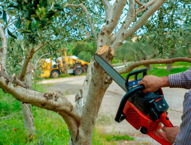 Palm Tree Trimming